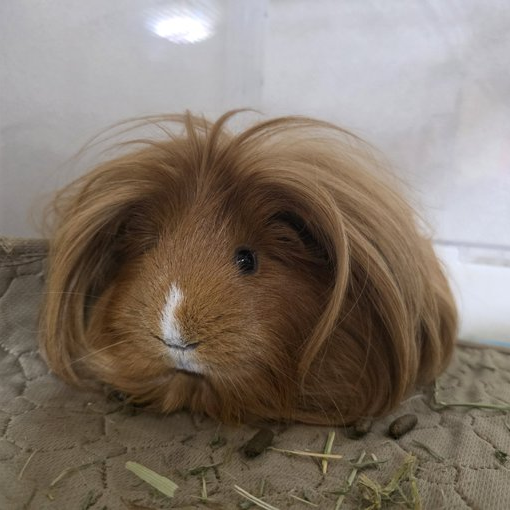 DiCaprio The Guinea Pig